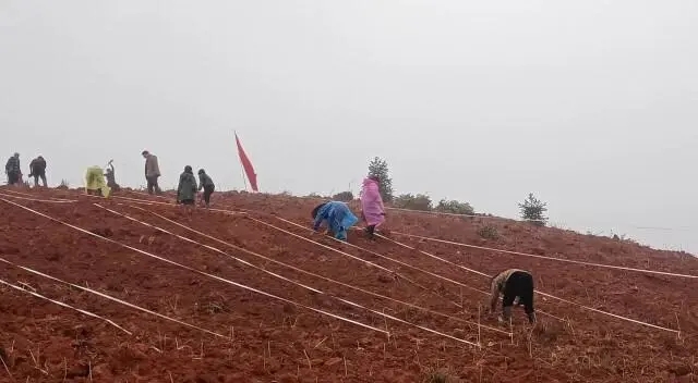 圖為2000畝桑樹示范基地正在落苗