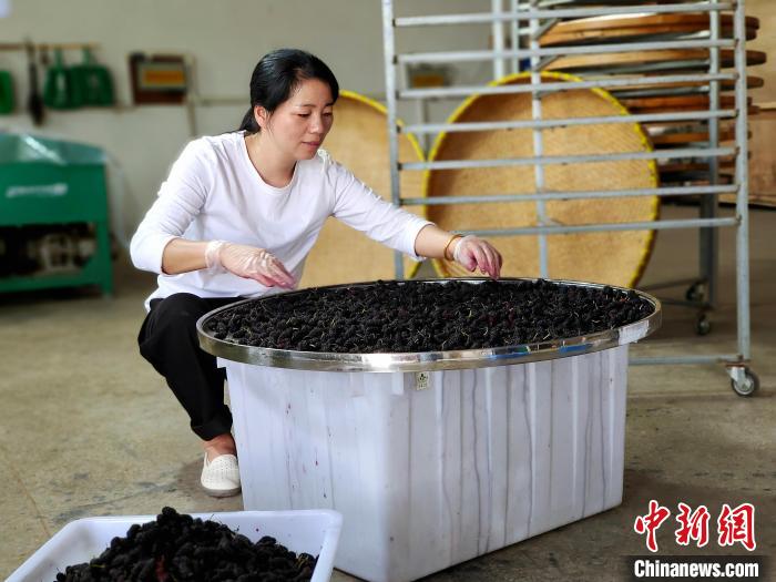 圖為劉三花在曬桑果