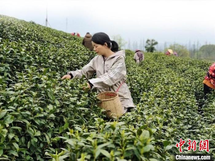 圖為劉三花在茶園采茶