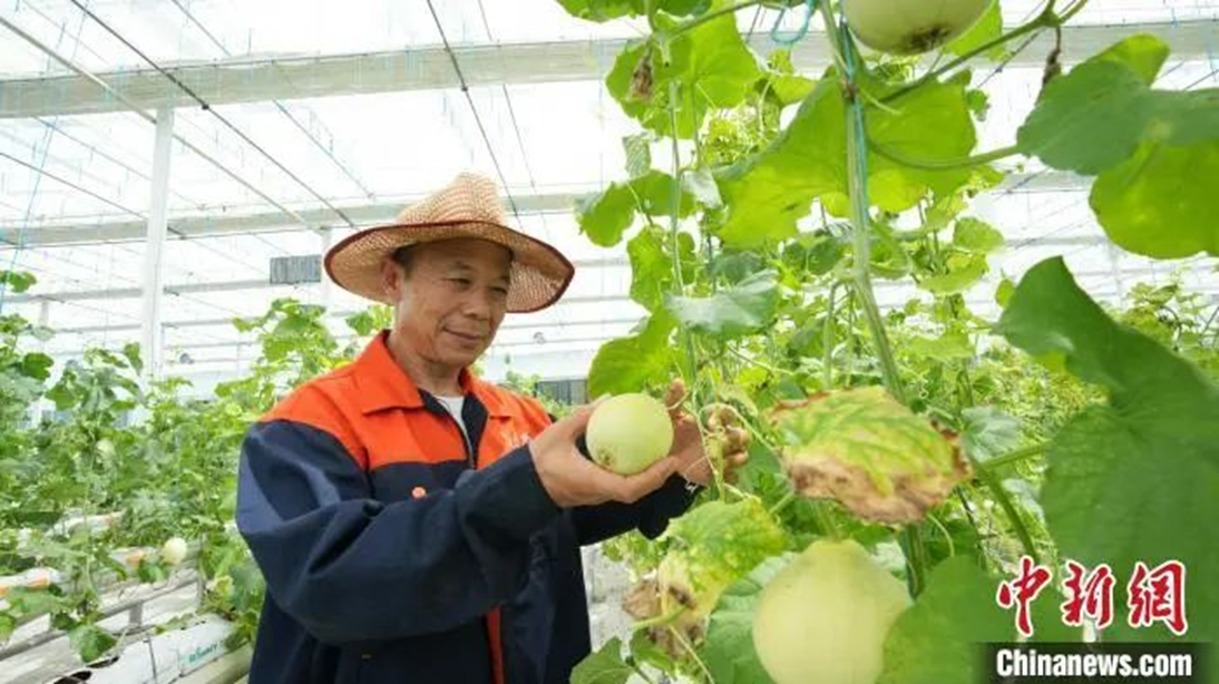 圖為嵇桂清在檢查甜瓜長勢