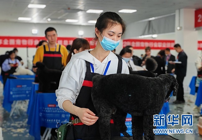 圖為沈思琦給寵物美容