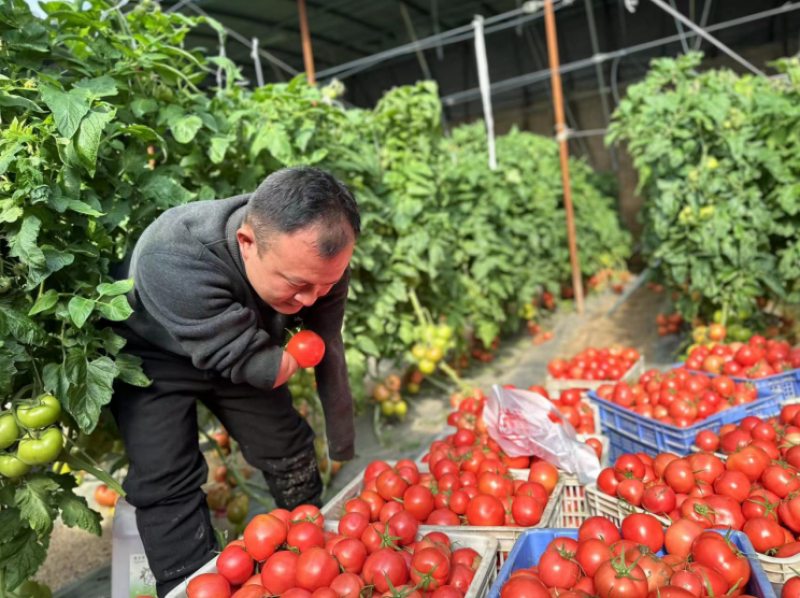 圖為張海楠在大棚采摘番茄